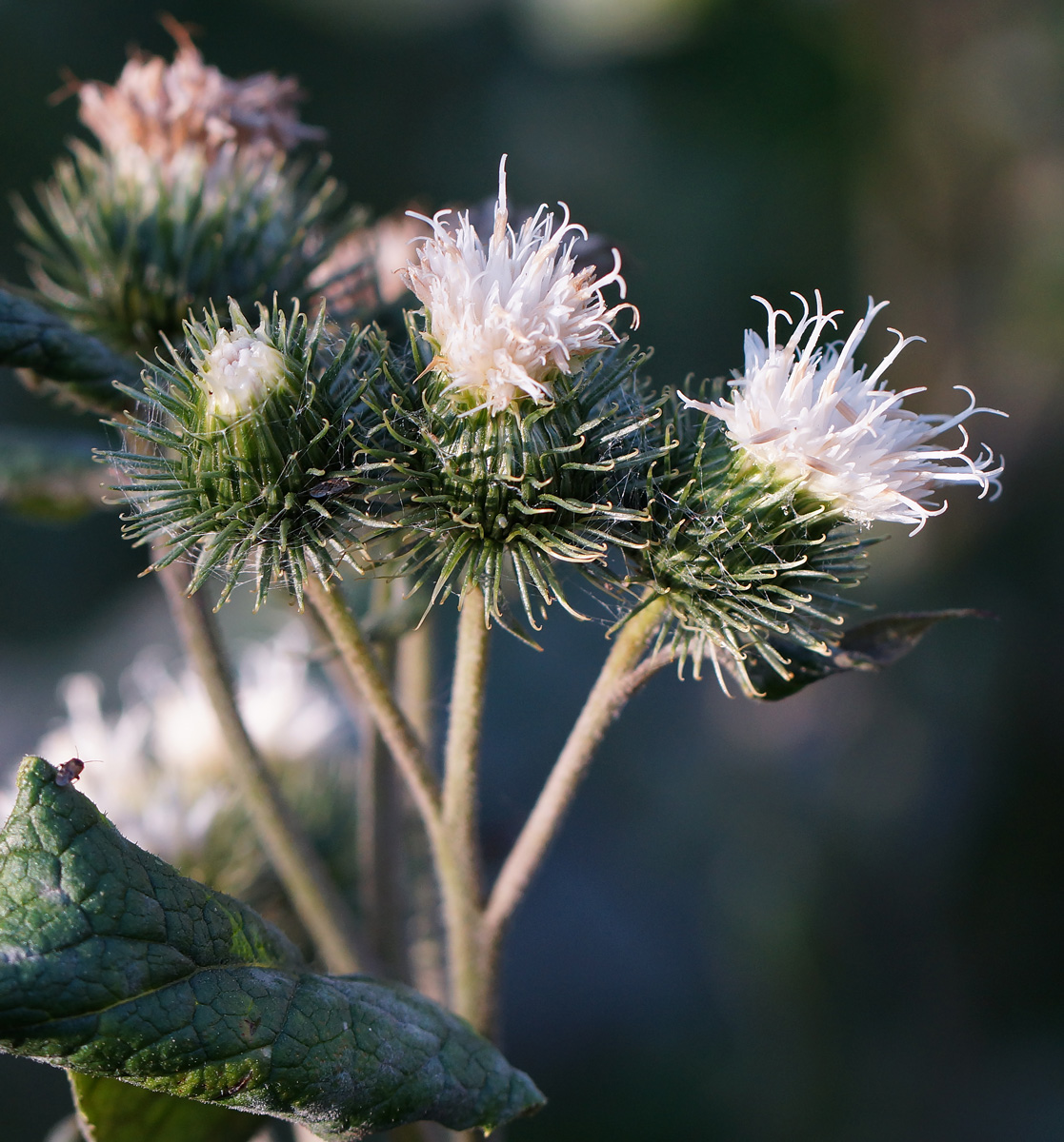 Image of Arctium tomentosum specimen.