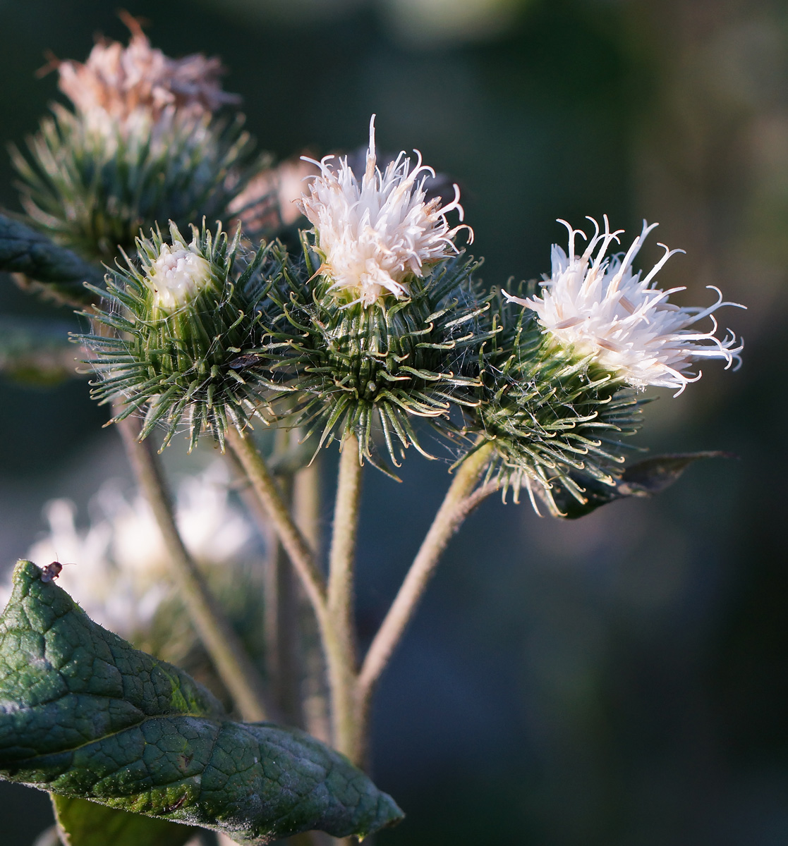 Image of Arctium tomentosum specimen.