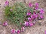 Hedysarum minjanense