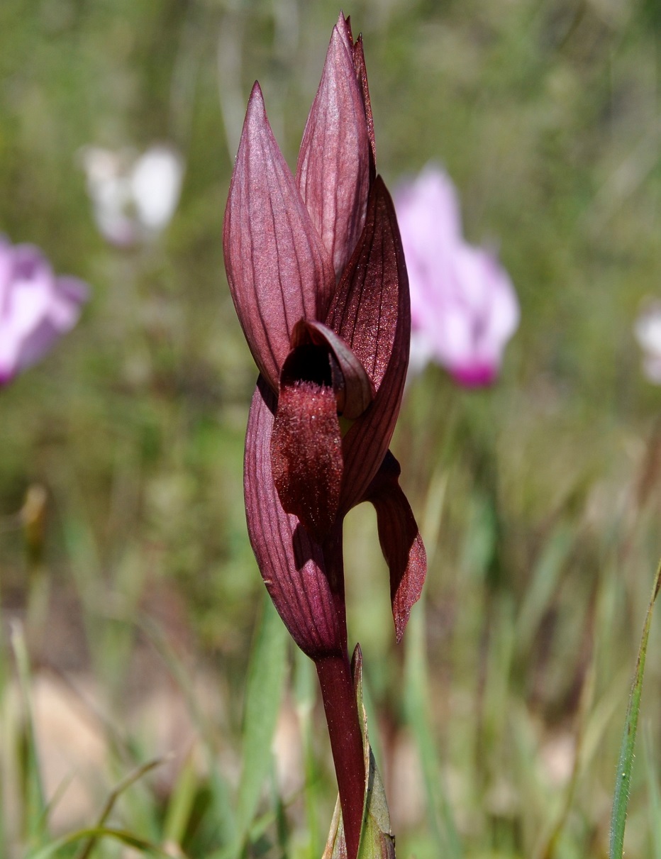 Изображение особи Serapias orientalis ssp. levantina.