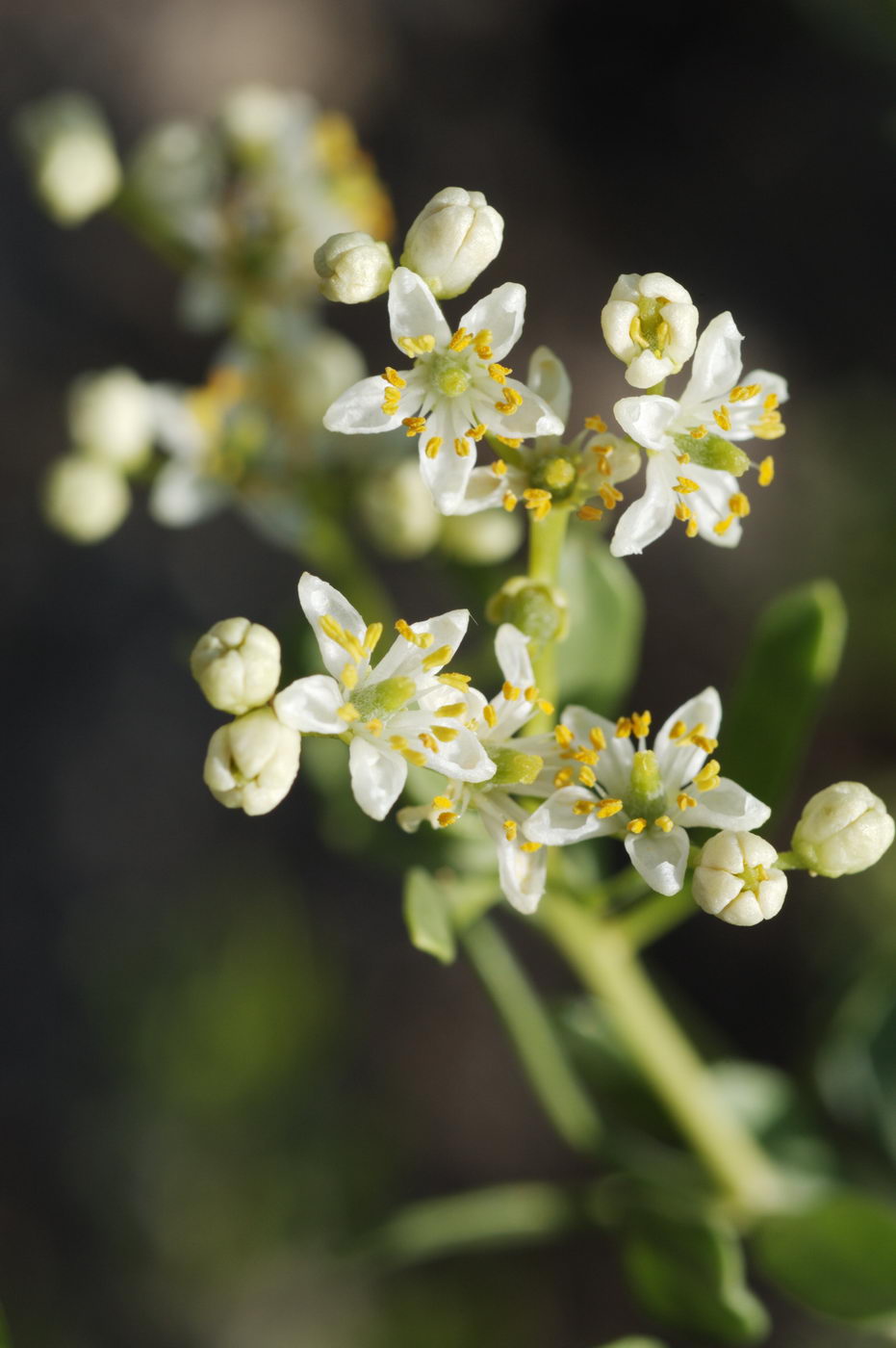 Image of Nitraria schoberi specimen.