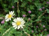 Lactuca indica