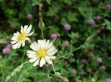 Lactuca indica. Верхушка побега с соцветиями разной степени развития. Приморский край, г. Артем, ул. Кирова р-н ост. 17-й км, заросший пустырь. 06.08.2019.