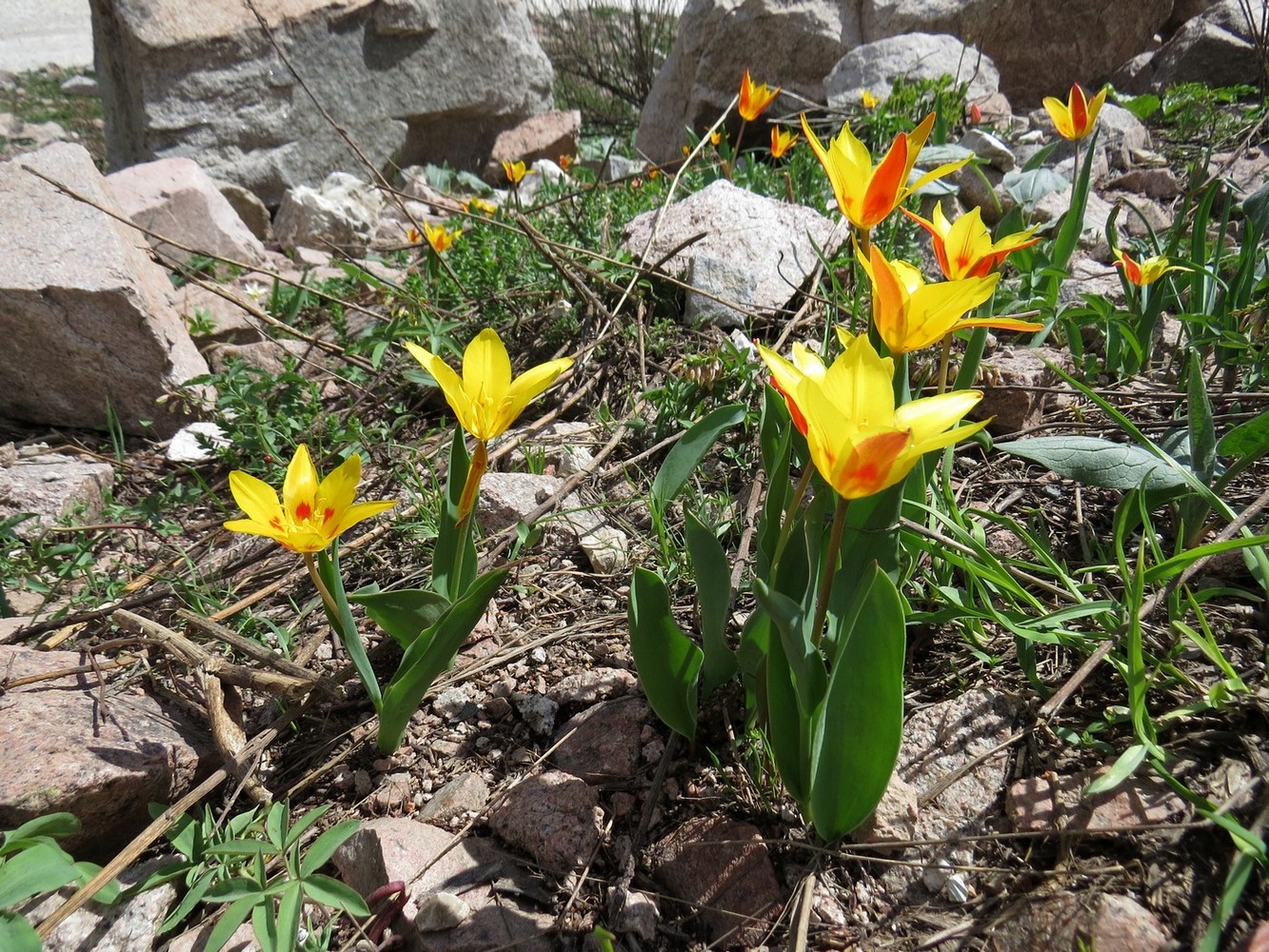 Изображение особи Tulipa tschimganica.