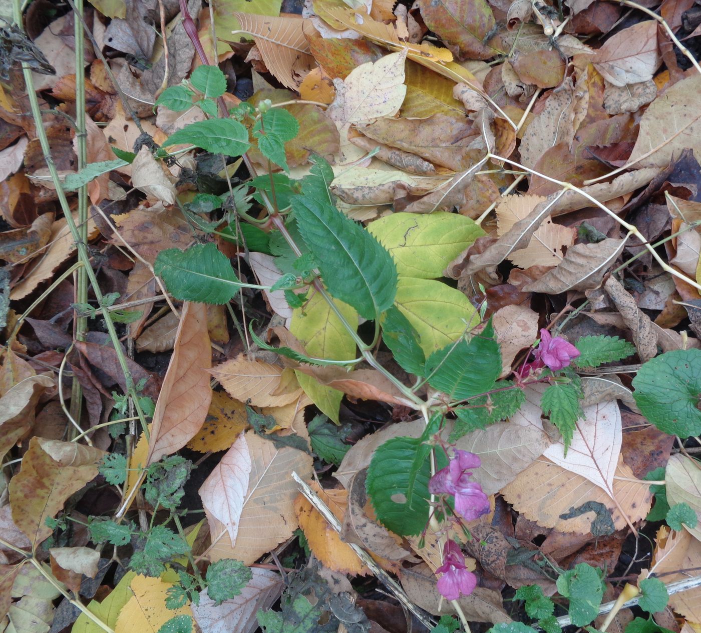 Image of Impatiens glandulifera specimen.