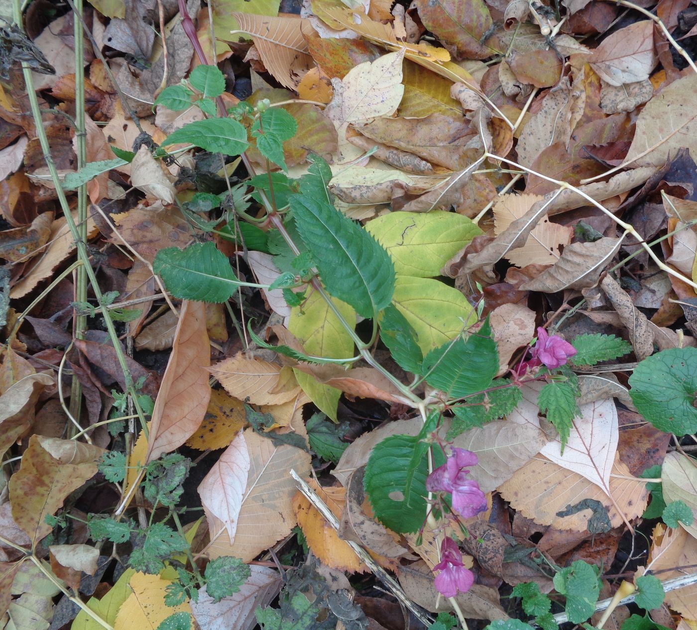 Изображение особи Impatiens glandulifera.