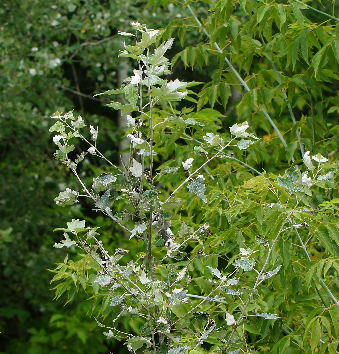 Изображение особи Populus alba.