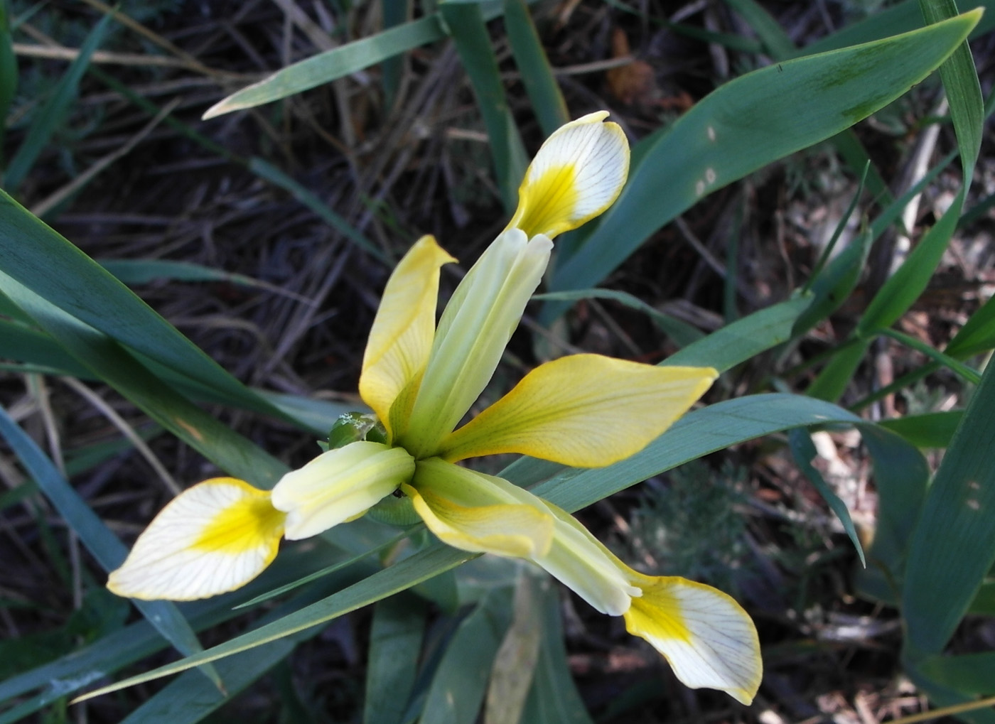 Image of Iris halophila specimen.