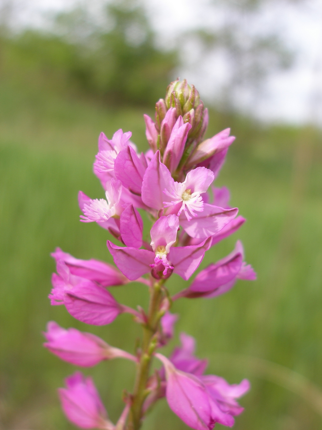 Изображение особи Polygala cretacea.