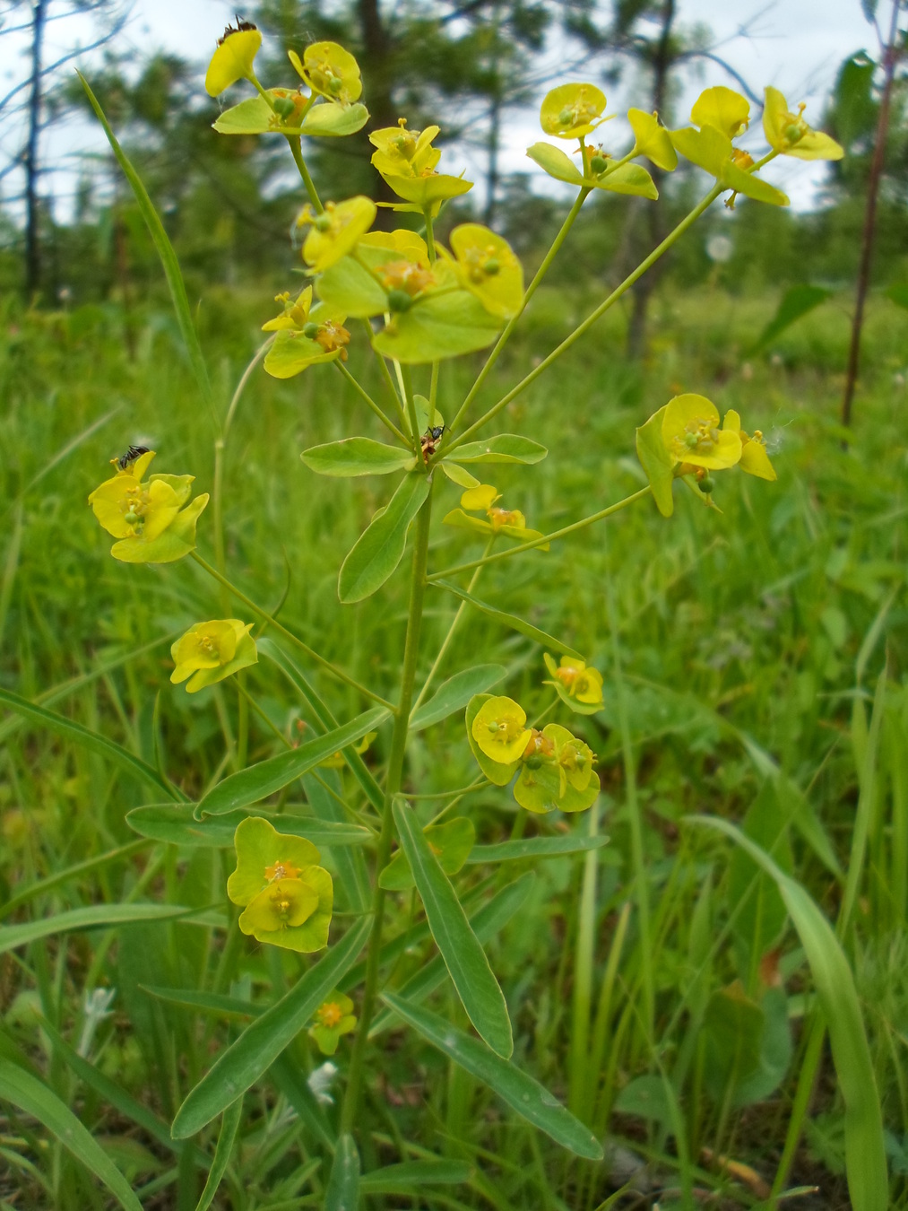 Изображение особи Euphorbia borealis.