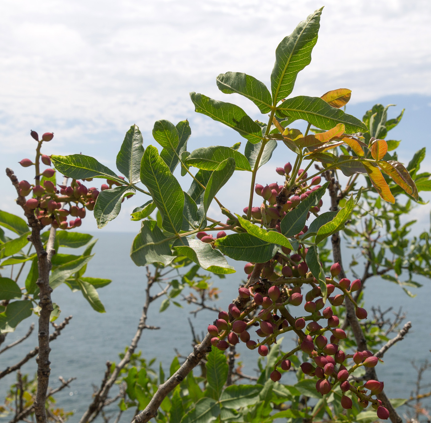 Image of Pistacia mutica specimen.