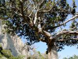 Juniperus excelsa. Часть кроны старого дерева. Крым, ландшафтный заказник \"Мыс Айя\". Июнь 2004 г.
