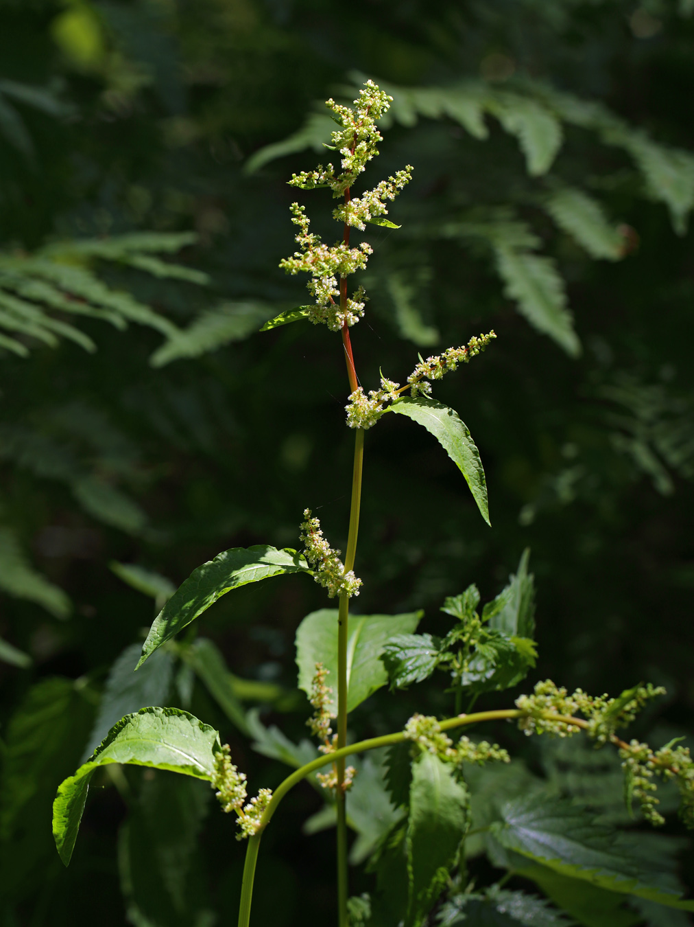 Image of genus Rumex specimen.