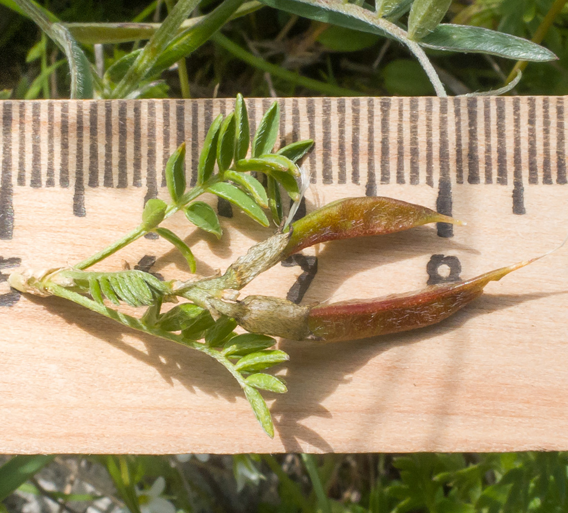 Image of Astragalus levieri specimen.