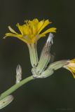 Chondrilla juncea. Верхушка побега с соцветиями. Крым, Бахчисарайский р-н, окр. с. Речное, пустырь (луг) между двумя садами. 24.06.2020.