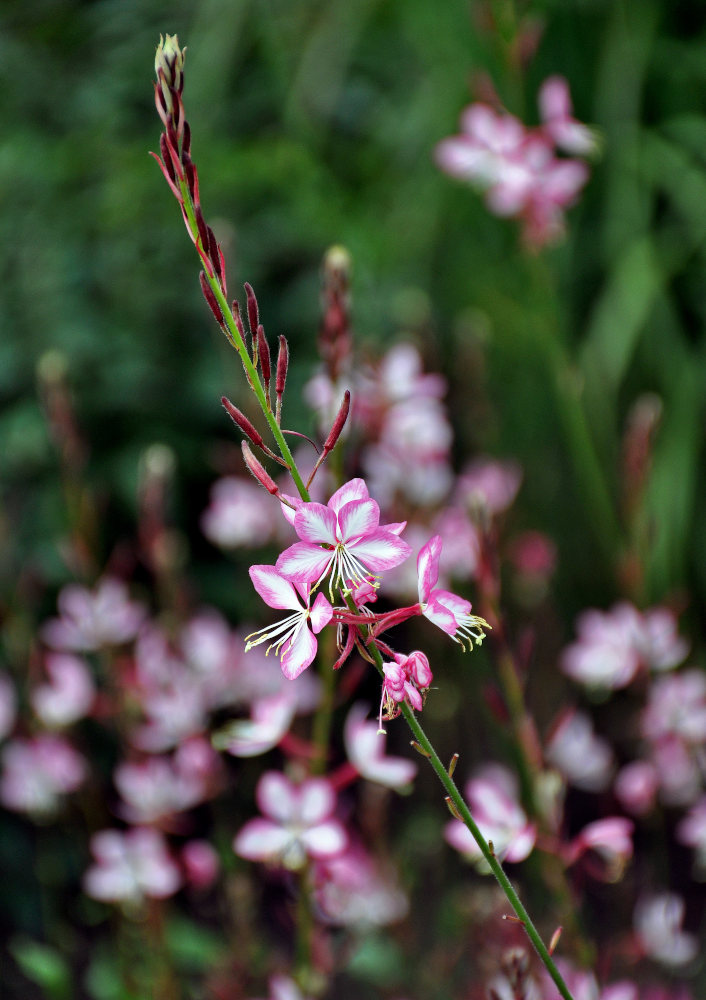 Image of Gaura lindheimeri specimen.