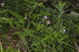 Geranium robertianum