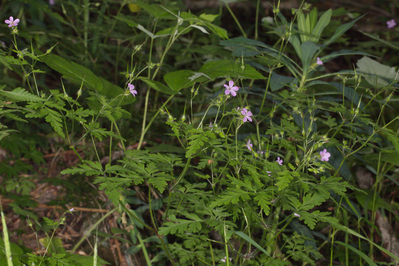 Изображение особи Geranium robertianum.