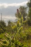 Campanula medium