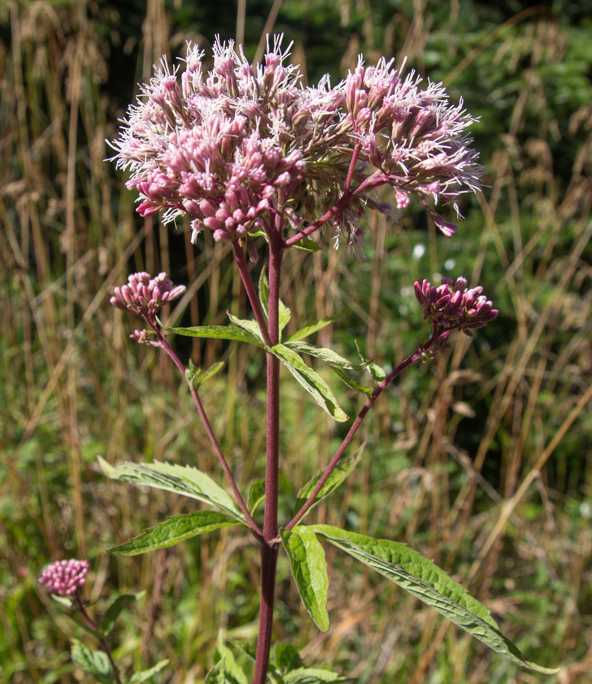 Изображение особи Eupatorium cannabinum.