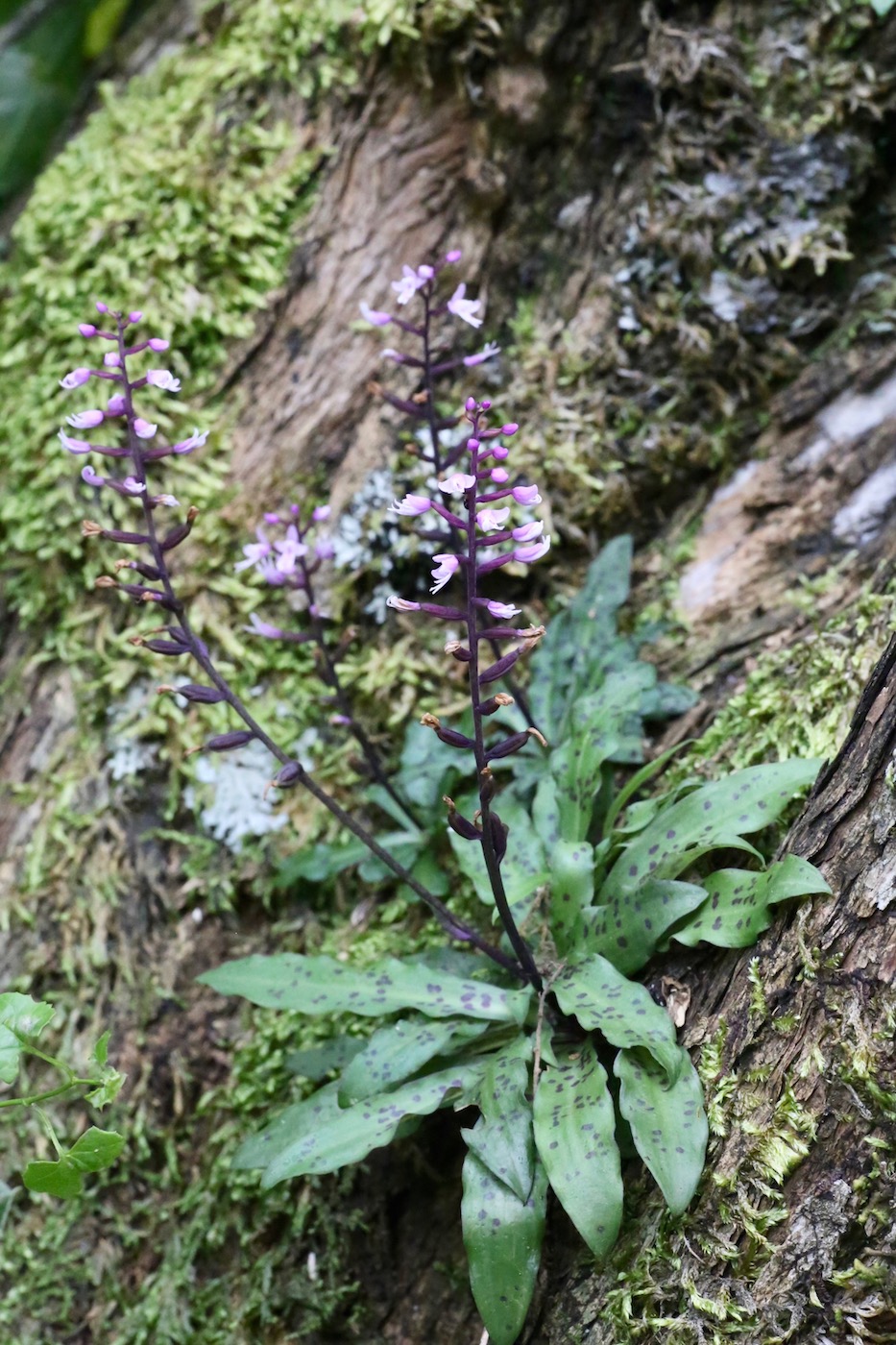 Изображение особи Stenoglottis fimbriata.