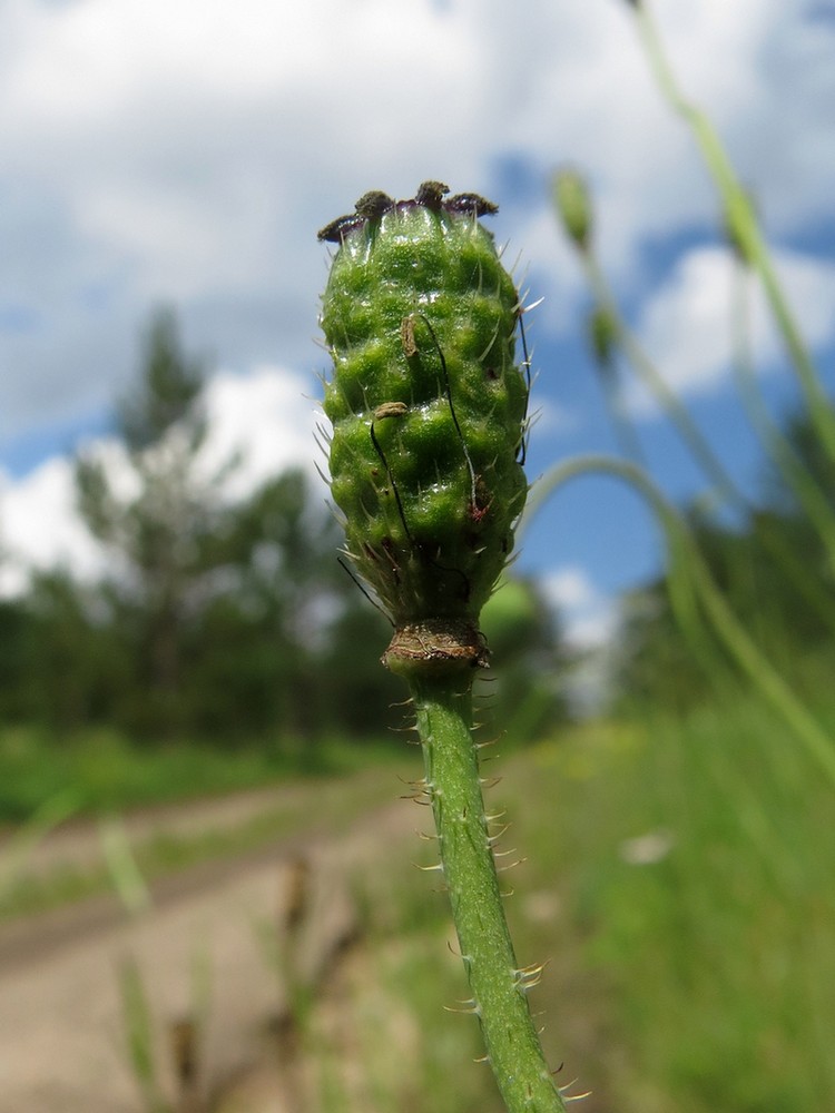 Image of Papaver chakassicum specimen.