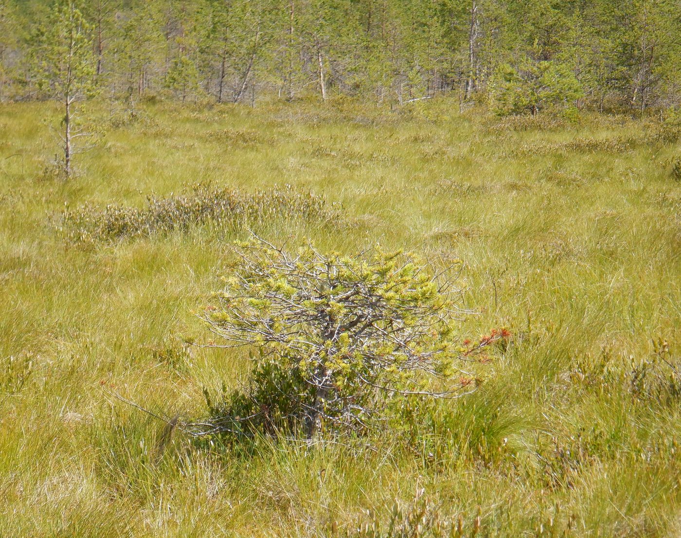 Изображение особи Pinus sylvestris.