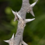 Vachellia hebeclada