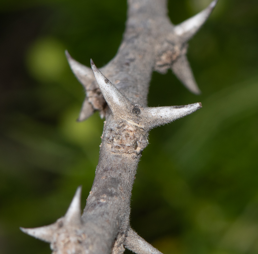 Image of Vachellia hebeclada specimen.