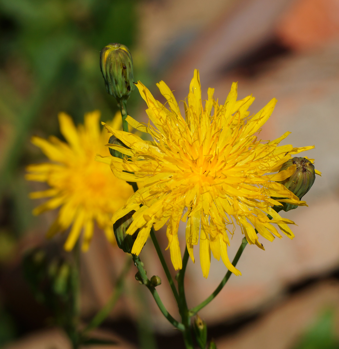 Image of Sonchus arvensis ssp. uliginosus specimen.