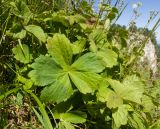 Astrantia pontica. Листья. Адыгея, Кавказский биосферный заповедник, хр. Каменное Море, ≈ 2000 м н.у.м., поросшие субальпийскими луговыми растениями скалы. 31.08.2019.