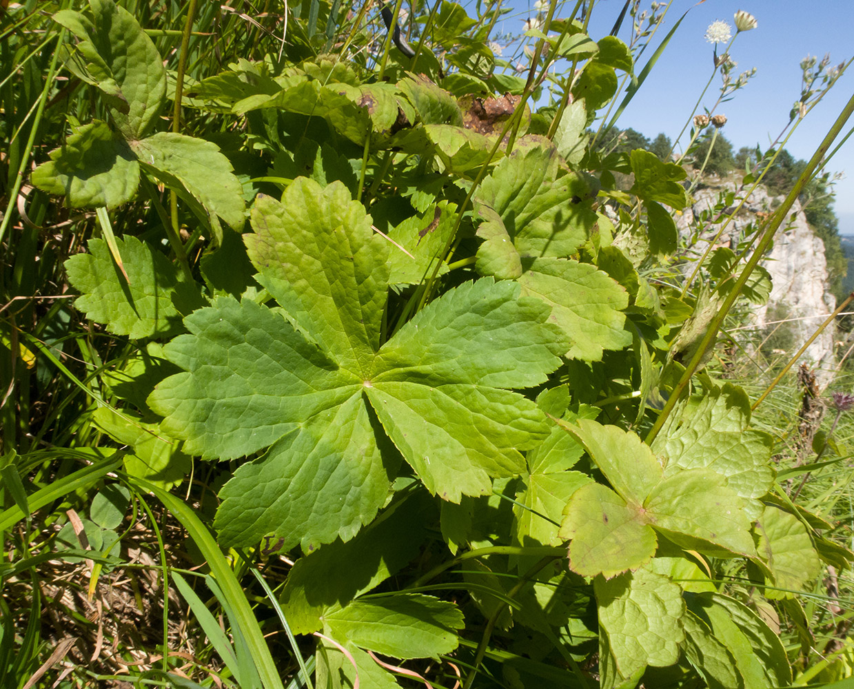 Image of Astrantia pontica specimen.