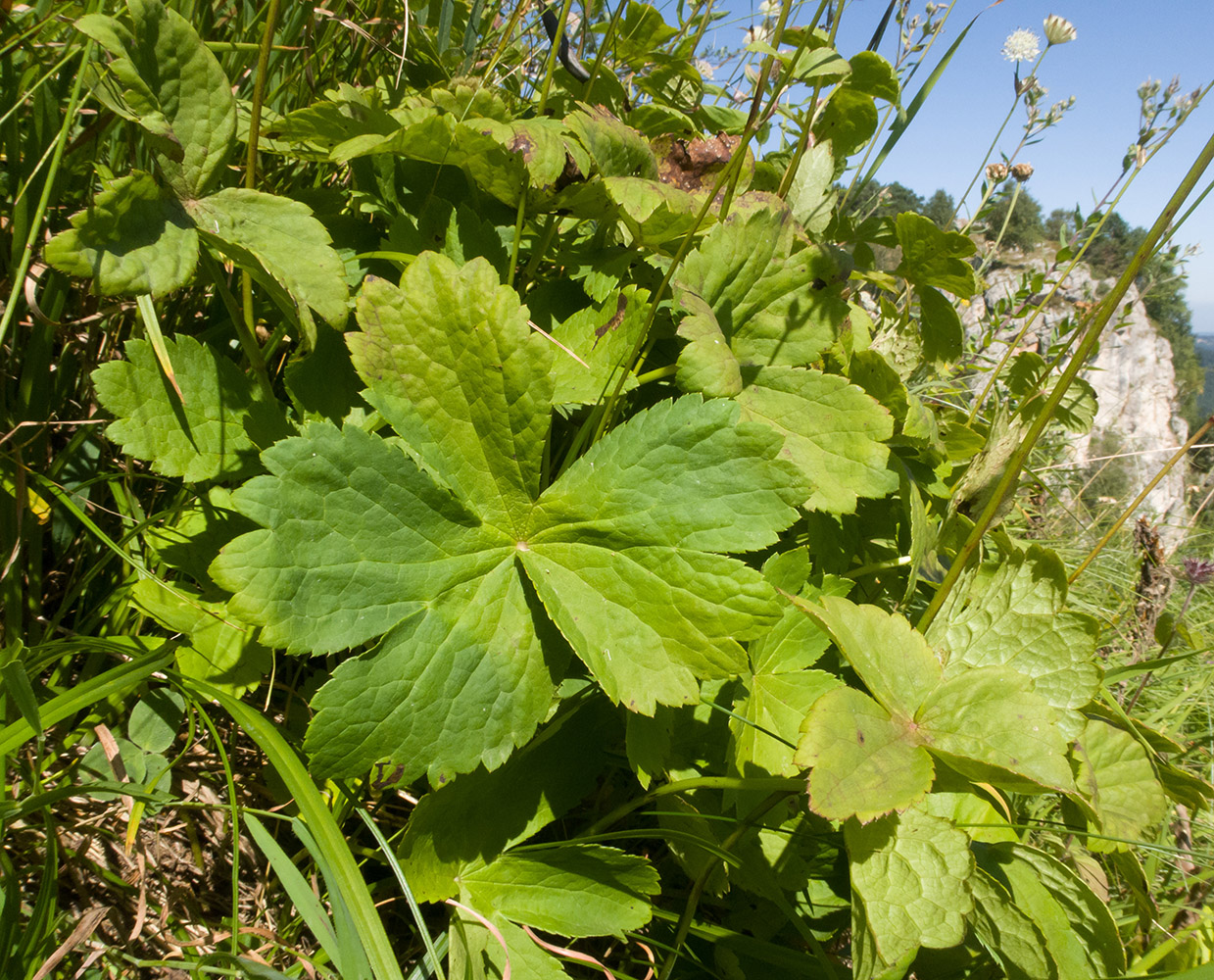 Изображение особи Astrantia pontica.