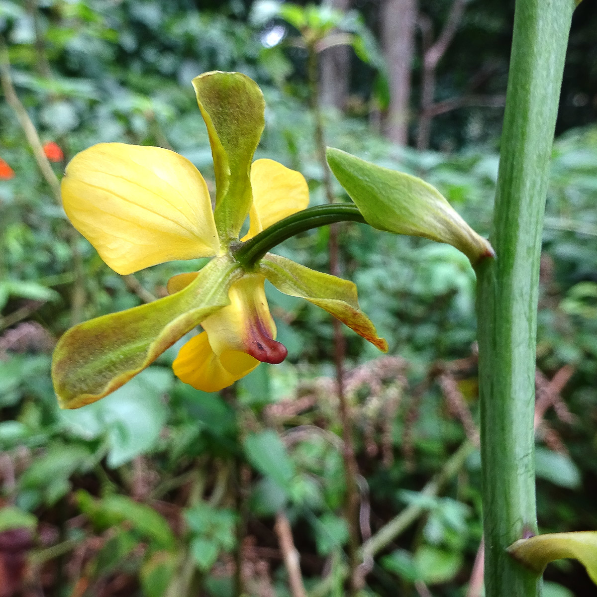 Изображение особи Eulophia streptopetala.