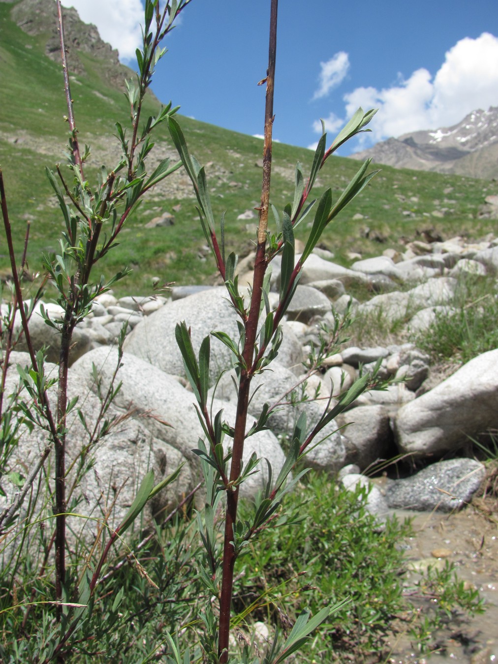 Image of Salix elbursensis specimen.