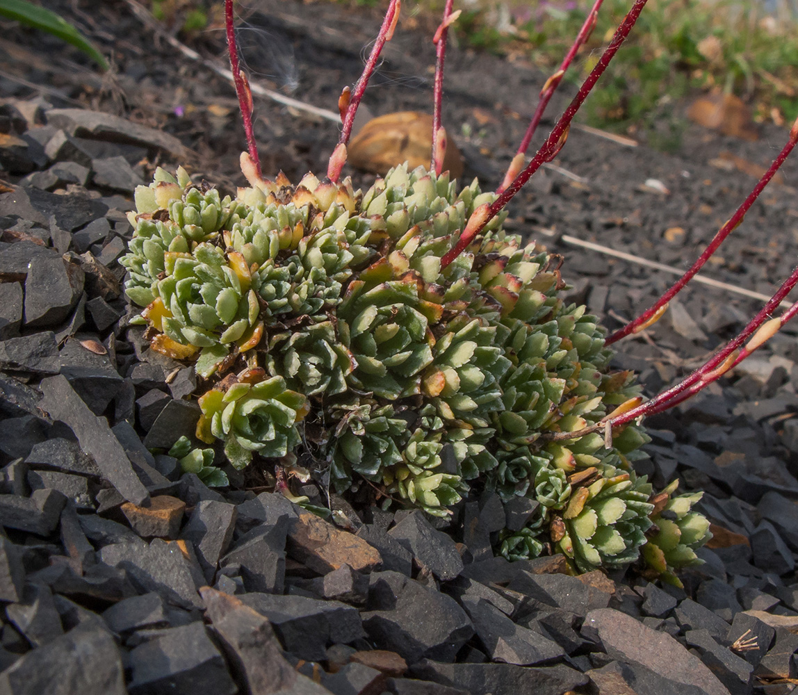 Image of Saxifraga cartilaginea specimen.