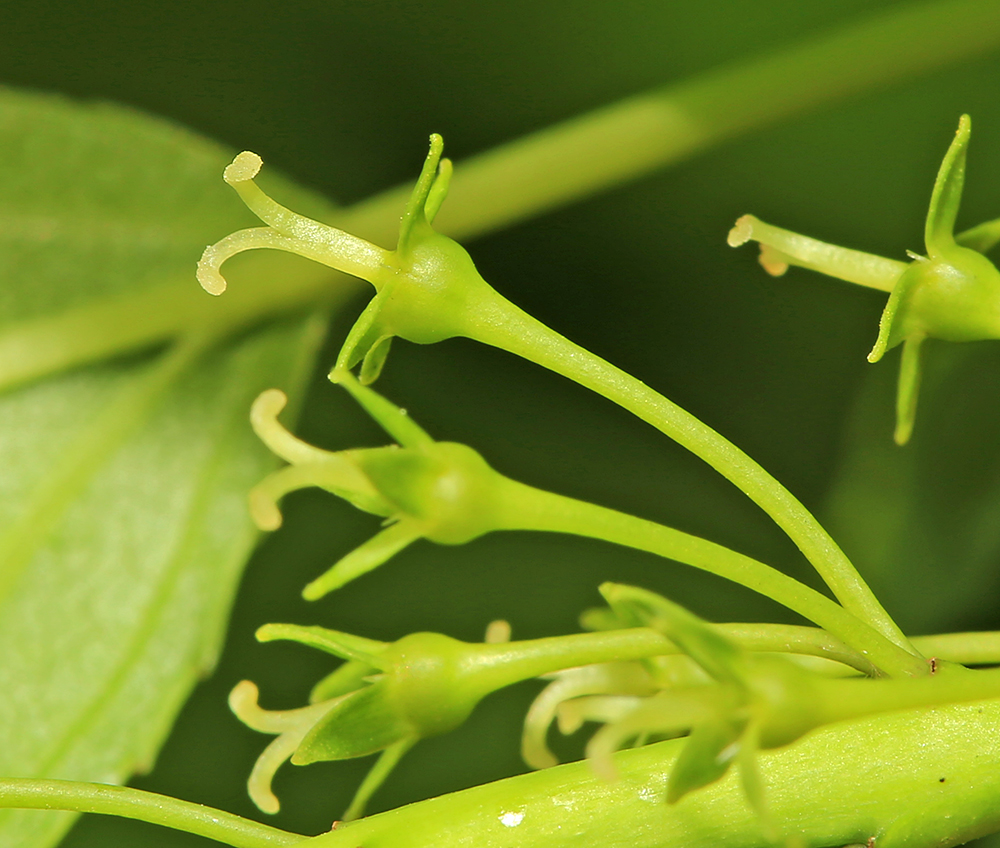 Image of Rhamnus ussuriensis specimen.