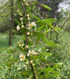 Prinsepia sinensis