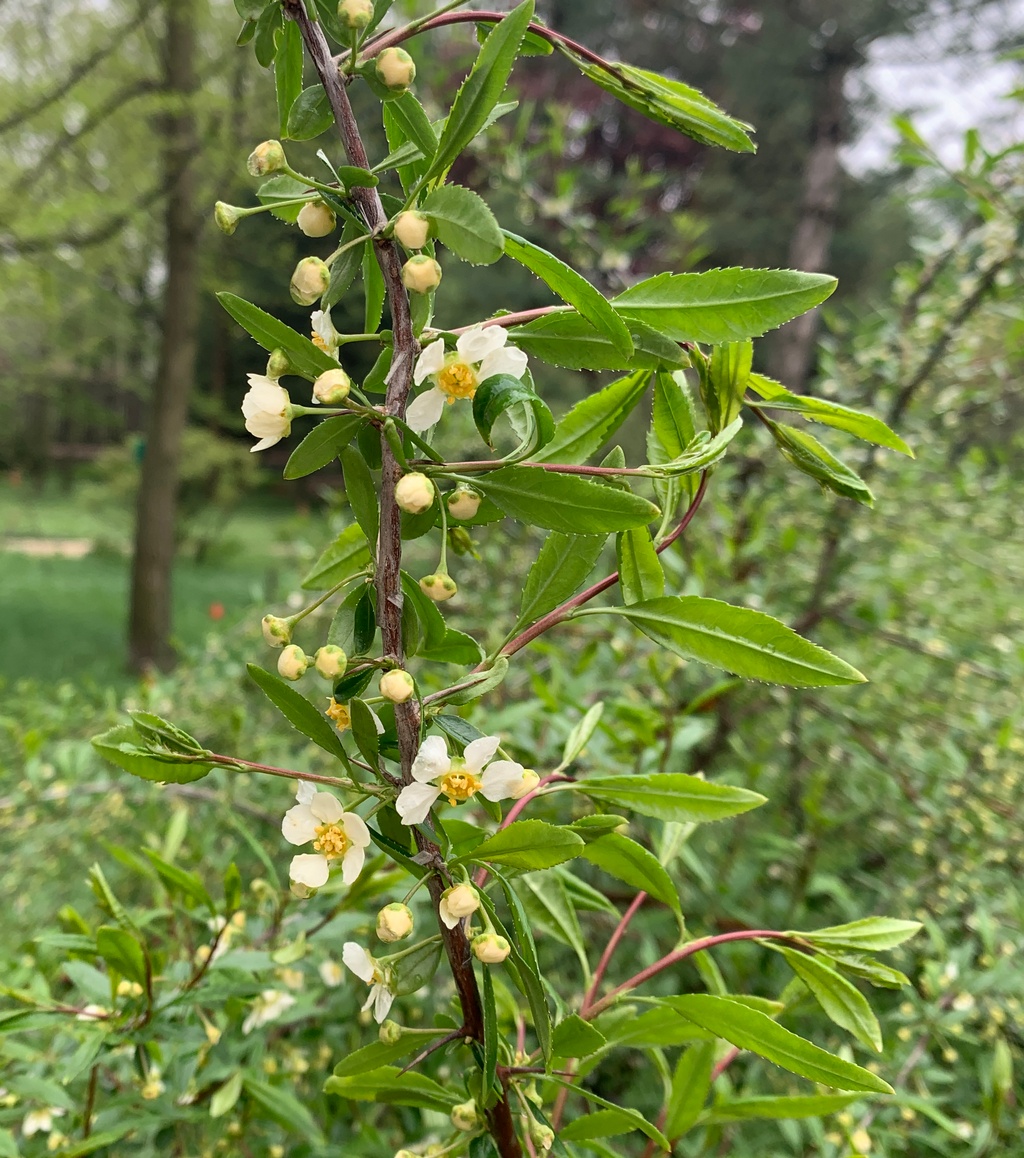 Изображение особи Prinsepia sinensis.