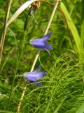 Campanula turczaninovii. Верхушка побега с цветками и незрелым плодом. Красноярский край, Эвенкийский р-н, Государственный природный заповедник \"Тунгусский\", пр. берег р. Подкаменная Тунгуска, разнотравный луг. 06.07.2013.