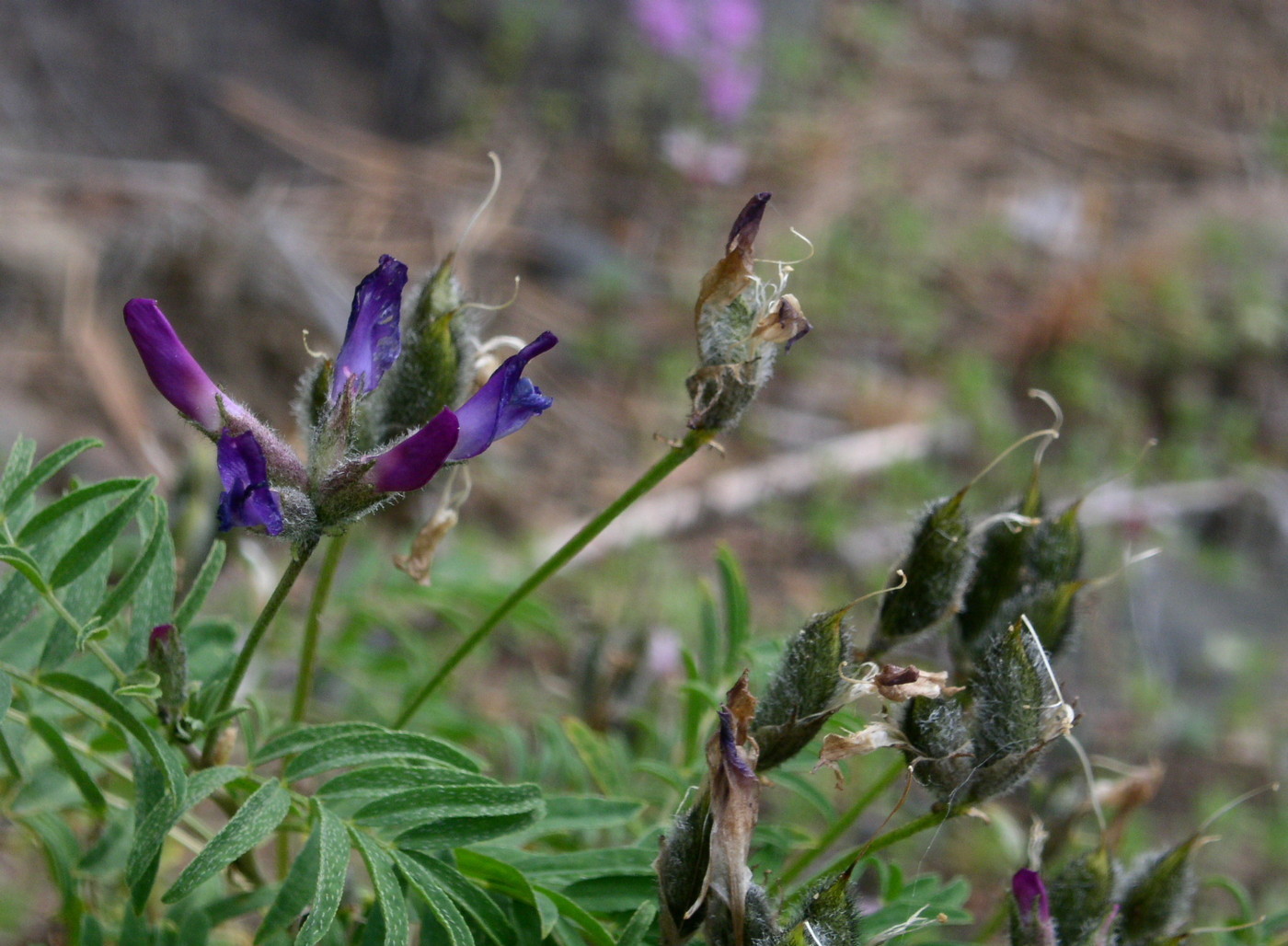 Изображение особи Astragalus suffruticosus.