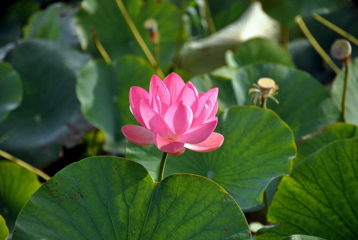 Image of Nelumbo caspica specimen.