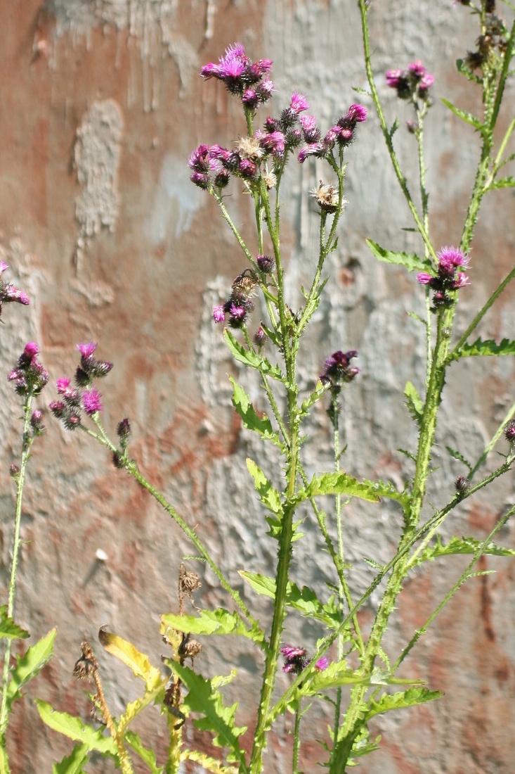 Изображение особи Carduus crispus.