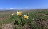 Tulipa berkariensis