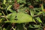 Centaurea phrygia. Лист, повреждённый листоедами (?), рядом отцветшие головки Trifolium medium. Костромская обл., Кологривский р-н, левый берег р. Унжа рядом с устьем руч. Луковка, луг в смешанном лесу. 3 сентября 2020 г.