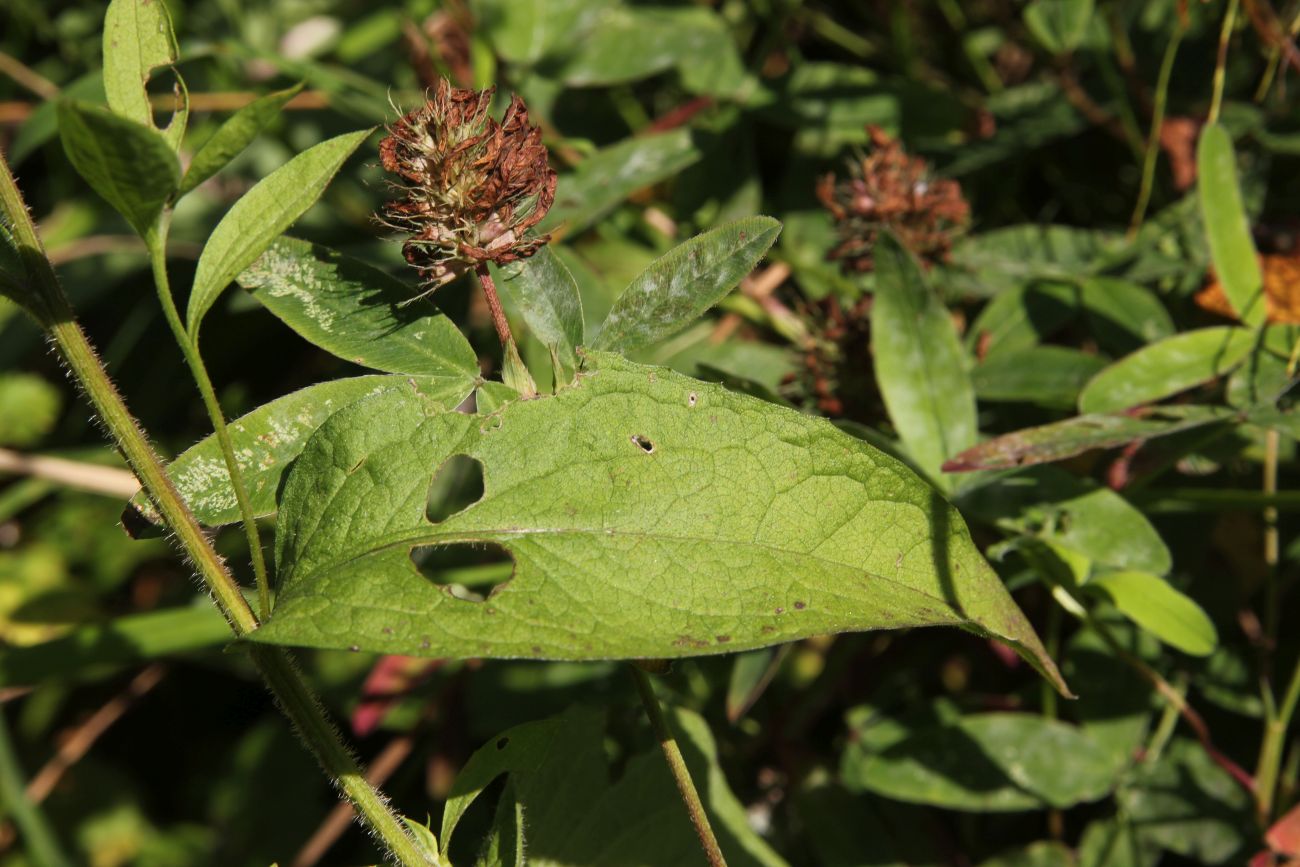 Изображение особи Centaurea phrygia.