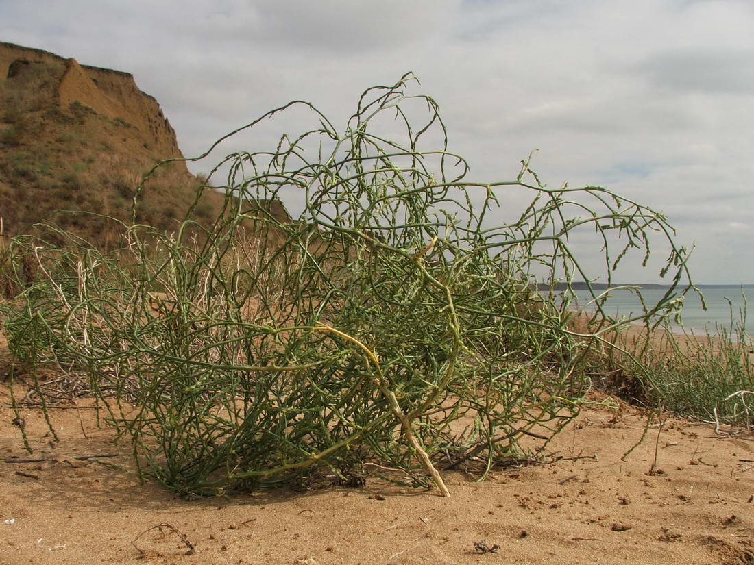 Image of Corispermum ucrainicum specimen.