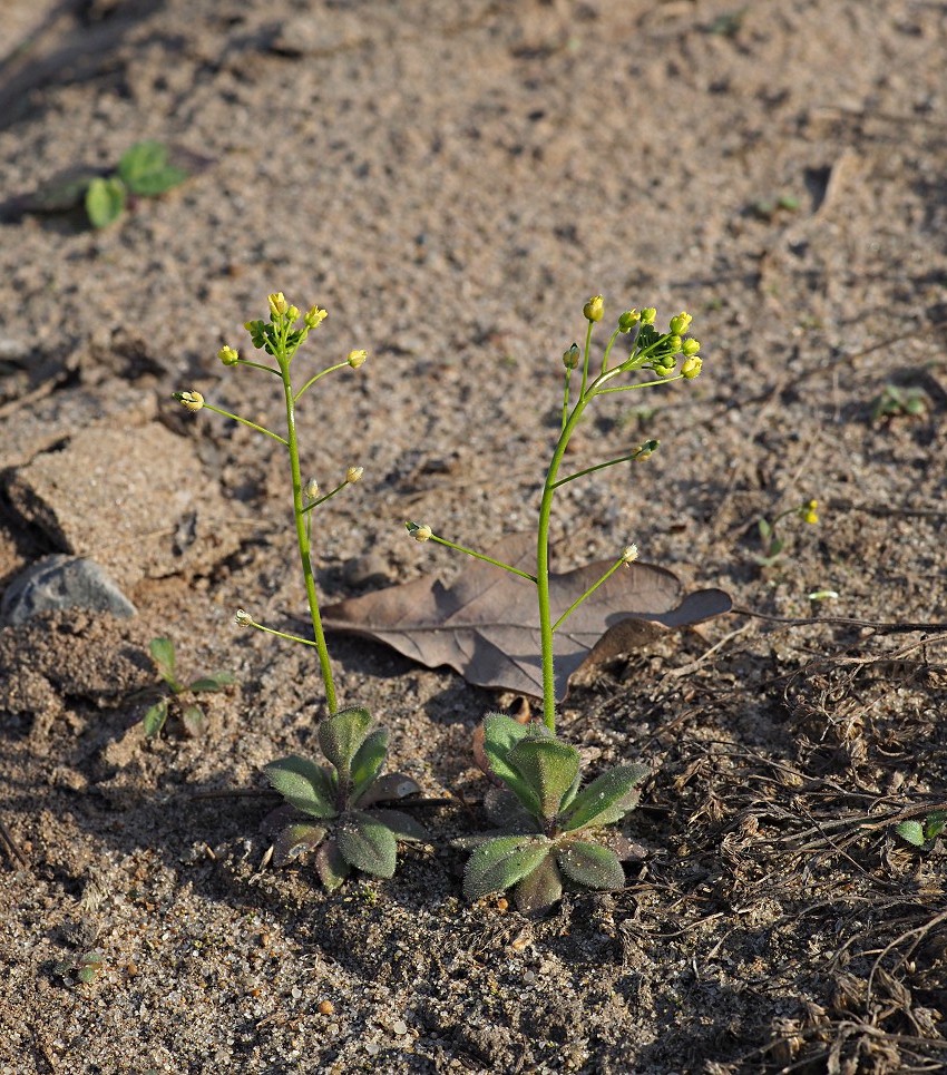 Image of Draba nemorosa specimen.