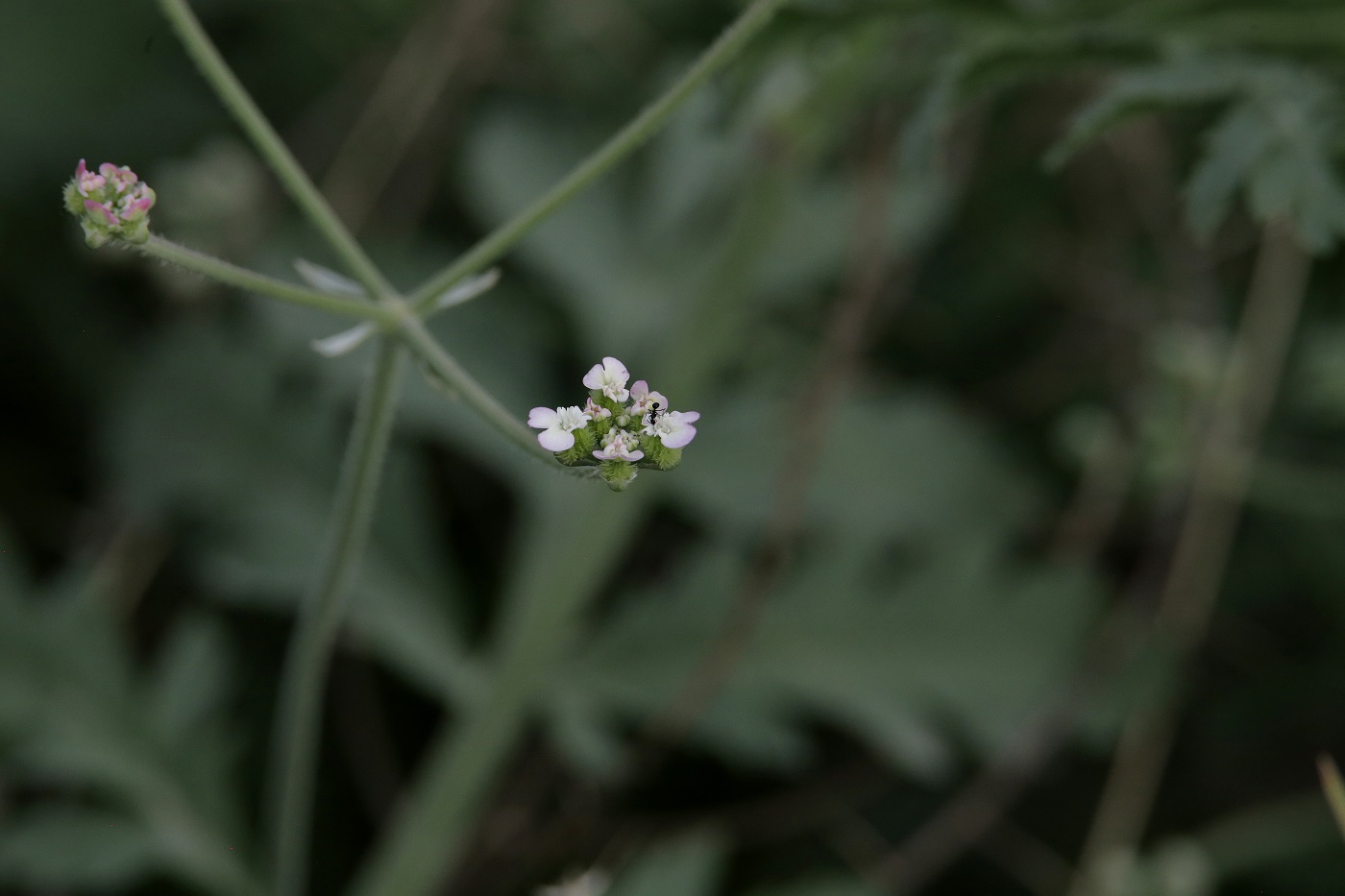 Изображение особи Turgenia latifolia.