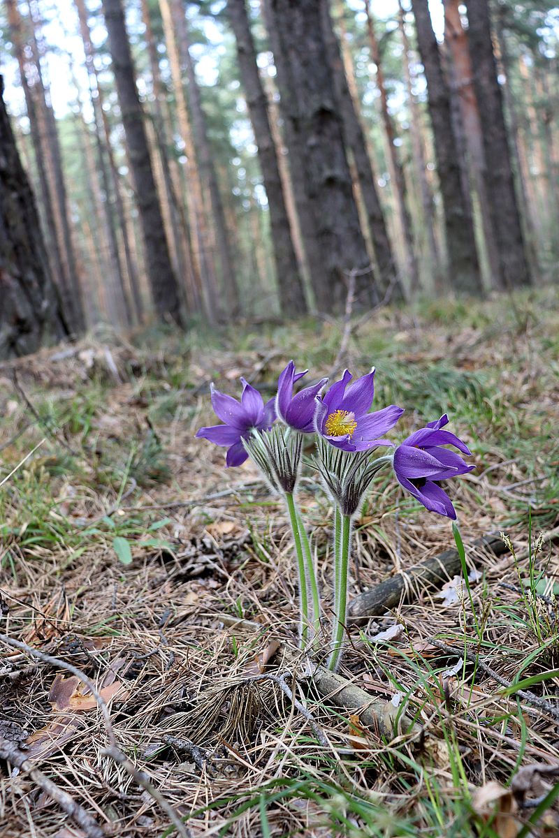 Изображение особи Pulsatilla patens.